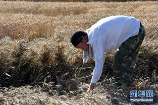 抢种抢收游戏视频,紧张刺激的农业竞技游戏瞬间回顾