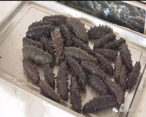 海参养殖视频,从视频看养殖过程与技巧