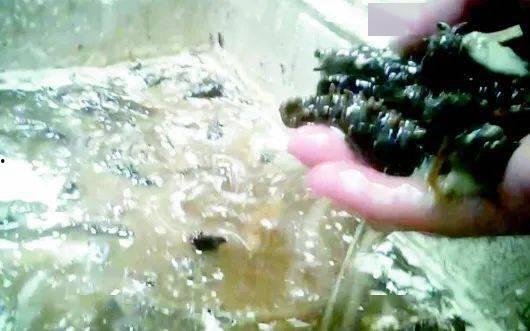 海参养殖视频,从视频看养殖过程与技巧
