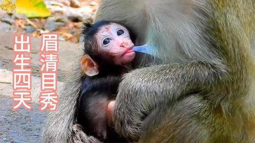 小猴子出生视频,小猴子出生全过程