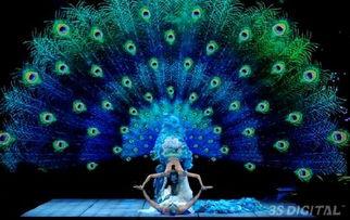 孔雀开屏视频表演,惊艳瞬间,自然之美演绎